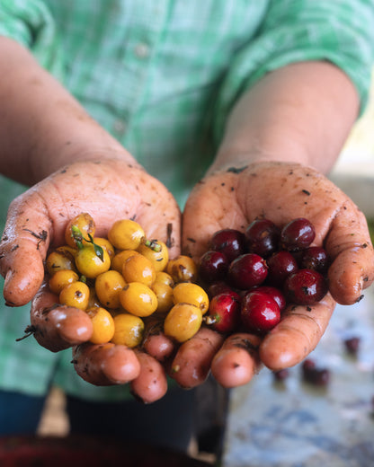 Madre Decaf: Colombian Jerico