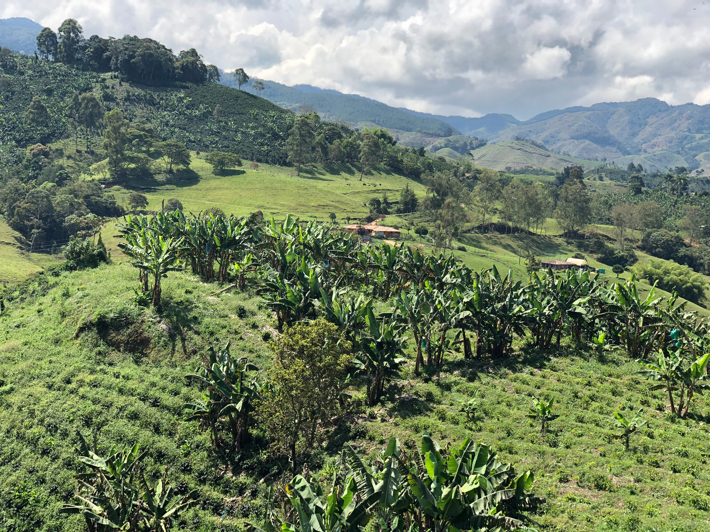 Madre Decaf: Colombian Jerico