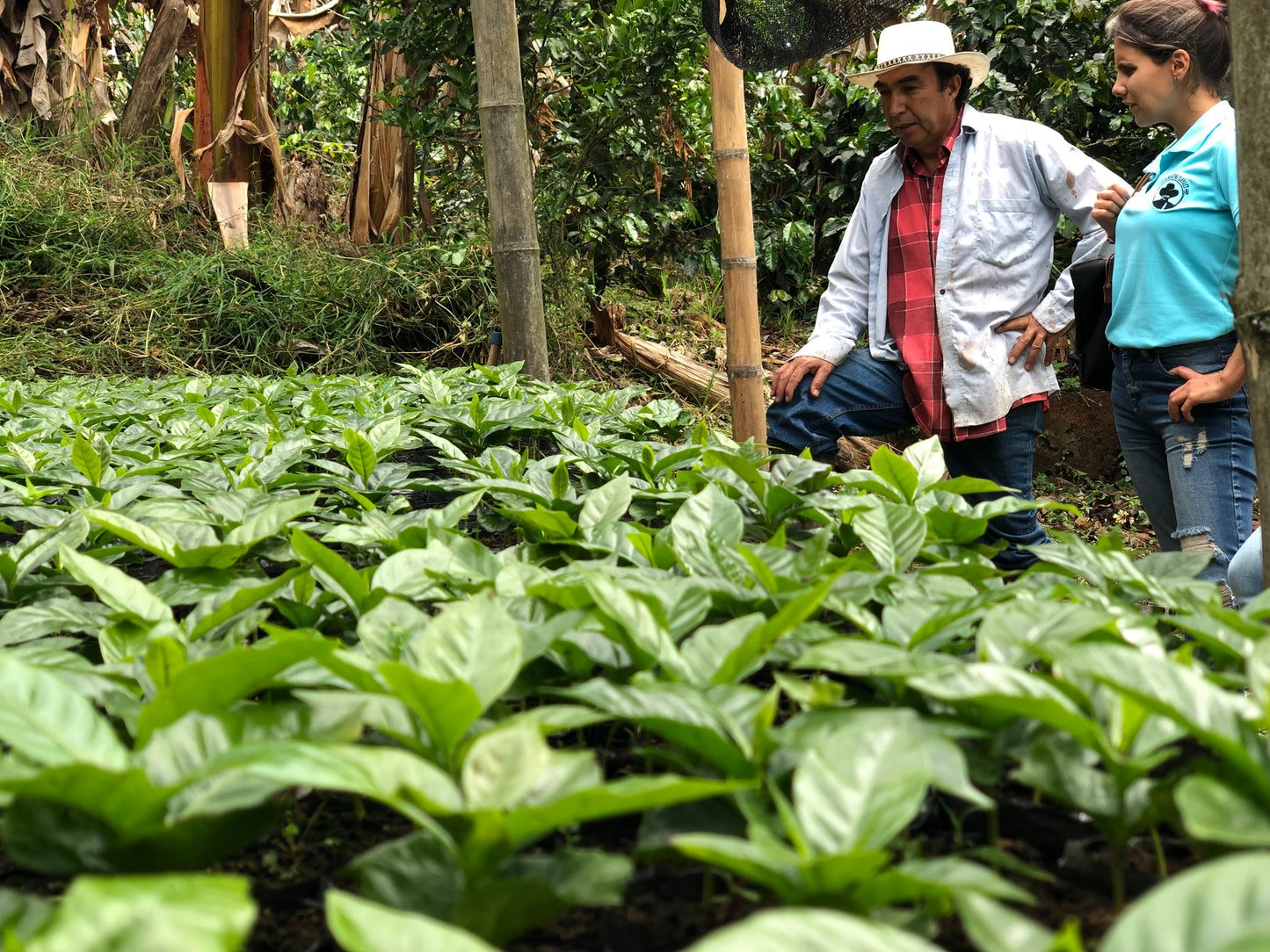 Madre Decaf: Colombian Jerico