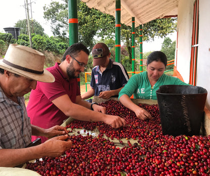 Madre: Colombian Jerico